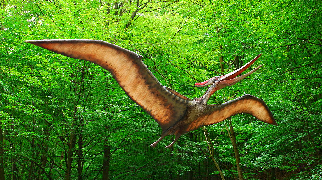 Pteranodonte